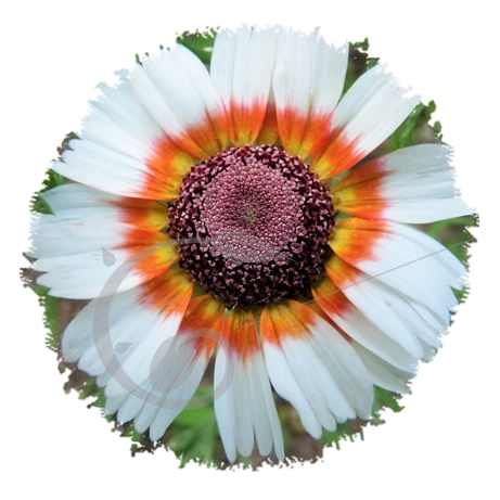graine et semence Chrysanthèmes à carène en mélange