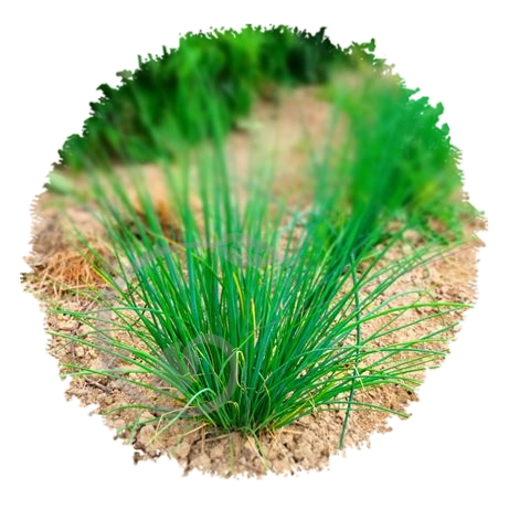 graine et semence Ciboulette à grandes feuilles