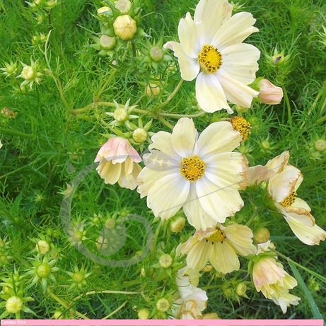 graine et semence Cosmos Jaunes et Blancs en mélange