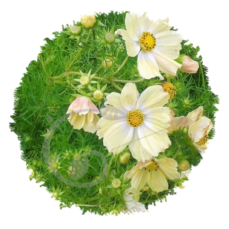graine et semence Cosmos Jaunes et Blancs en mélange