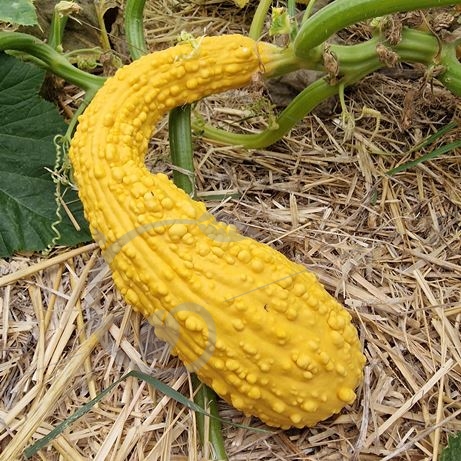graine et semence Courgette jaune rugosa friulina