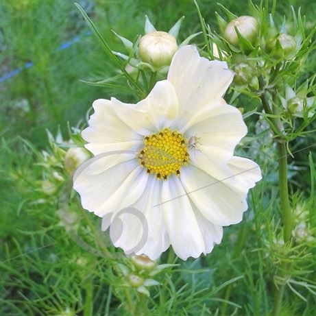 graine et semence Cosmos jaune Kiro