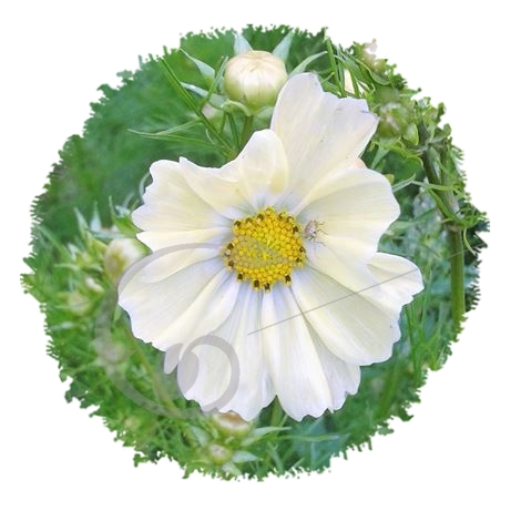 graine et semence Cosmos jaune Kiro