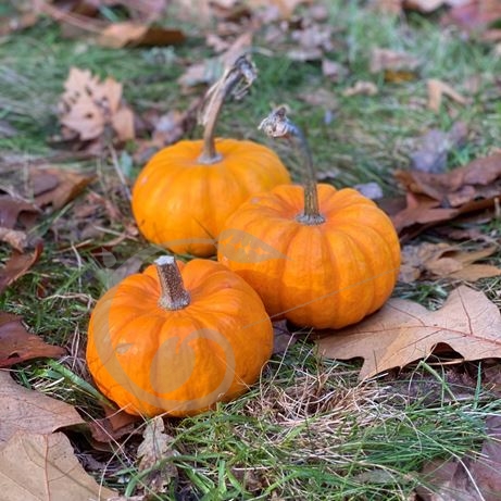 graine et semence Courge Jack be little