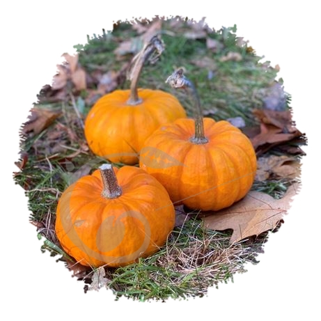 graine et semence Courge Jack be little