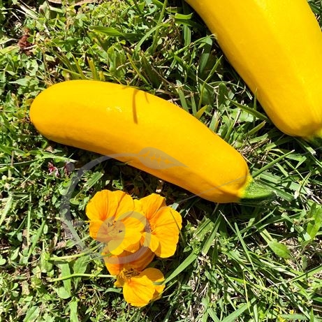 graine et semence Courgette jaune Rheinau Gold
