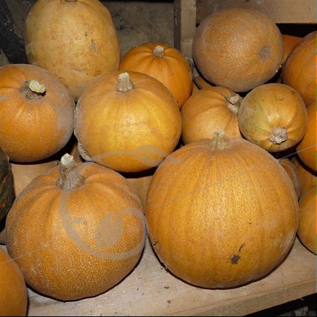 graine et semence Courge melonnette Jaspée de Vendée
