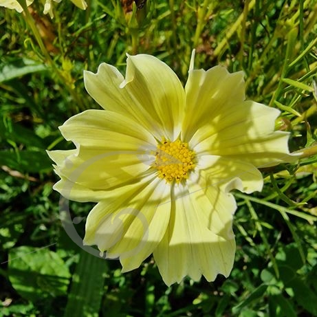 graine et semence Cosmos jaune Xanthos