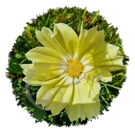 graine et semence Cosmos jaune Xanthos