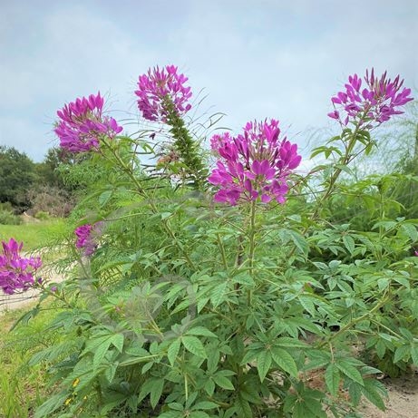 graine et semence Cléomes en mélange