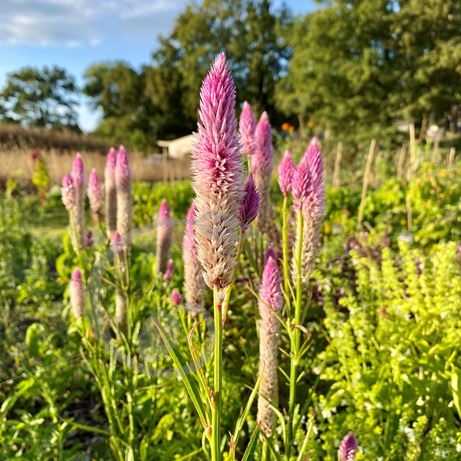 graine et semence Célosies en mélange