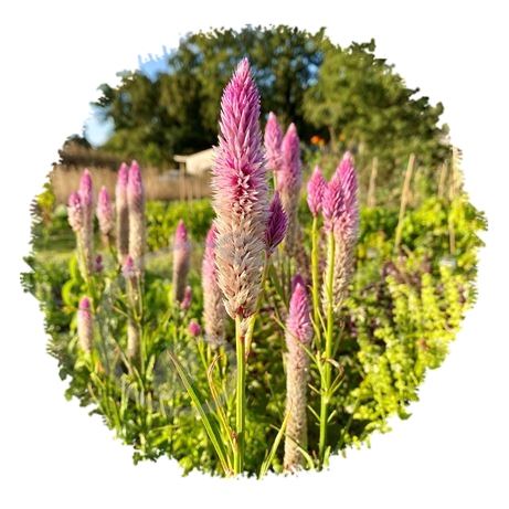 graine et semence Célosies en mélange