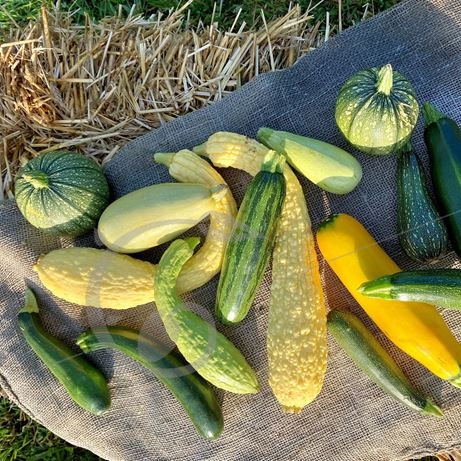 graine et semence Courgettes en mélange