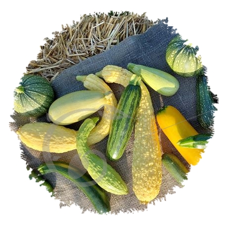 graine et semence Courgettes en mélange