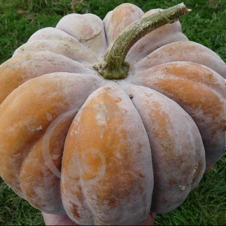 graine et semence Courge musquée Futsu black