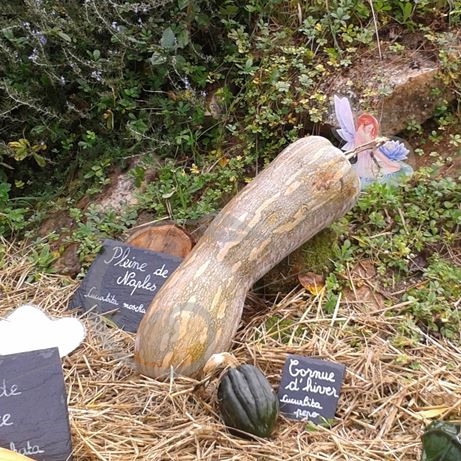 graine et semence Courge musquée pleine de Naples