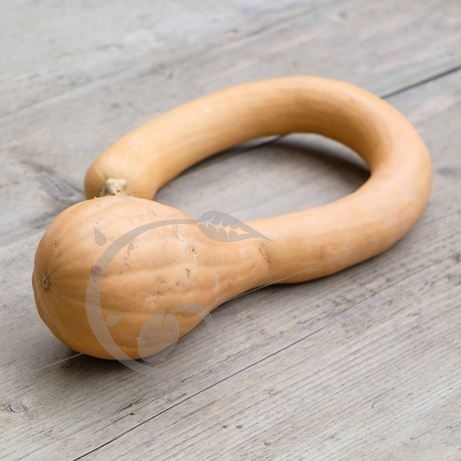 graine et semence Courge musquée Tromboncino d'Albenga