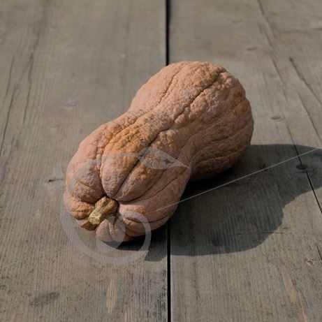 graine et semence Courge musquée Violina