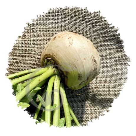 graine et semence Chou-navet blanc géant de Vendée