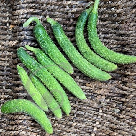 graine et semence Cornichon amélioré de Bourbonne
