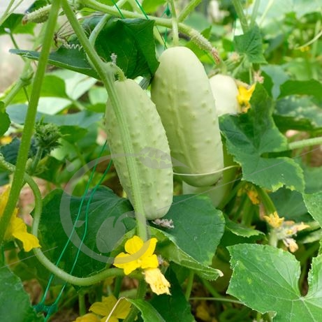 graine et semence Concombre demi-long blanc