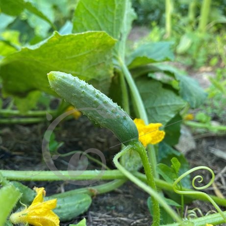 graine et semence Cornichon fin de Meaux