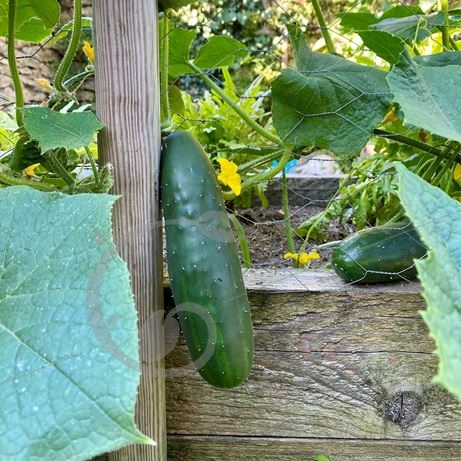 graine et semence Concombre le généreux