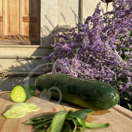graine et semence Concombre Marketmore