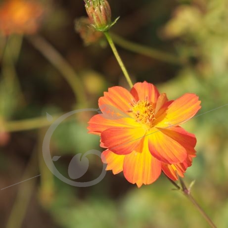 graine et semence Cosmos Soufrés en mélange