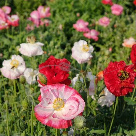 graine et semence Coquelicots des champs en mélange