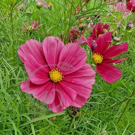 graine et semence Cosmos Rubenza