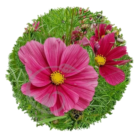 graine et semence Cosmos Rubenza