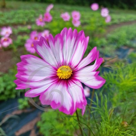 graine et semence Cosmos Sensations en mélange