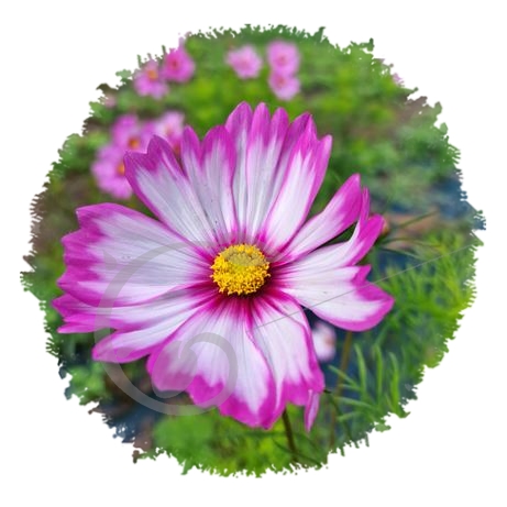 graine et semence Cosmos Sensations en mélange