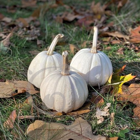 graine et semence Courge Baby Boo