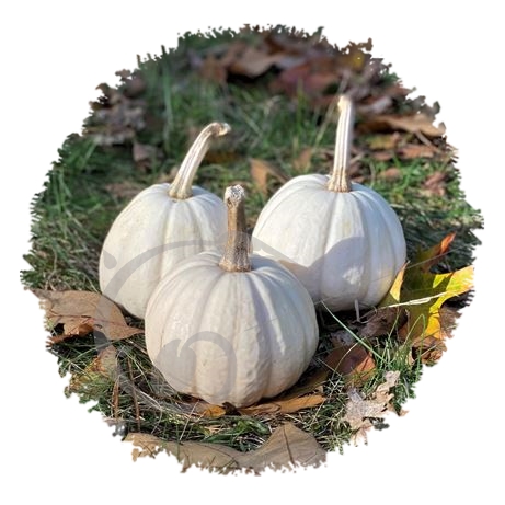 graine et semence Courge Baby Boo