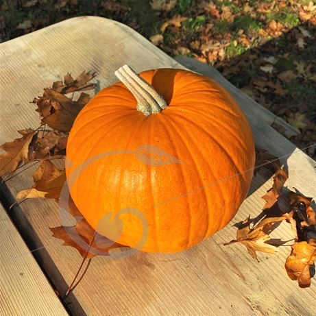 graine et semence Courge Jack O'Lantern