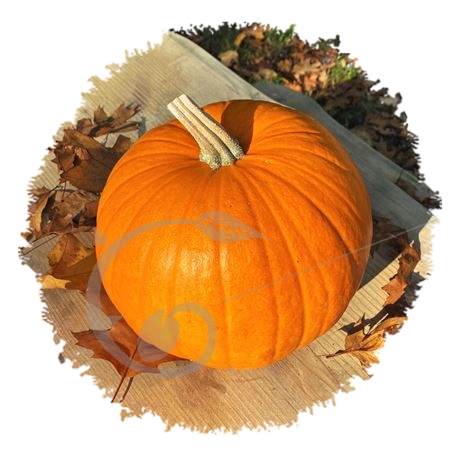 graine et semence Courge Jack O'Lantern