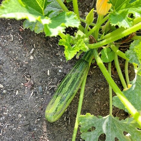 graine et semence Courgette striée Nimba