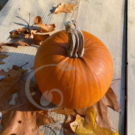 graine et semence Courge Ourson