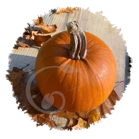 graine et semence Courge Ourson