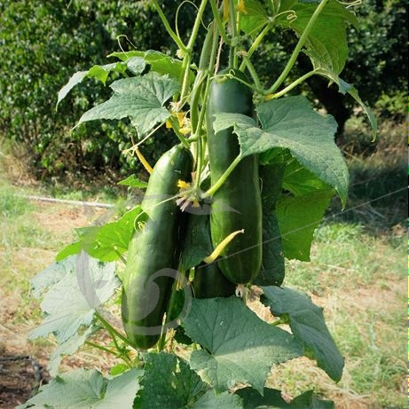 graine et semence Concombre vert long maraîcher