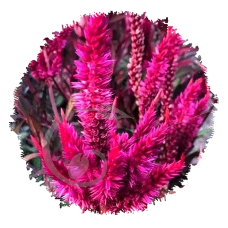 graine et semence Celosie Pampa plume