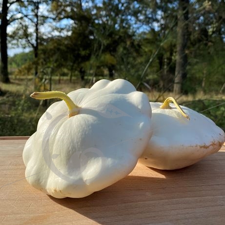 graine et semence Courge pâtisson blanc