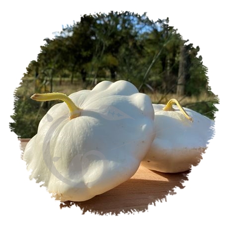 graine et semence Courge pâtisson blanc