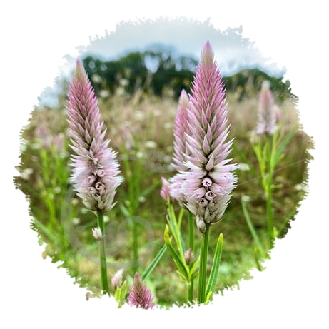 graine et semence Célosie Flamant rose