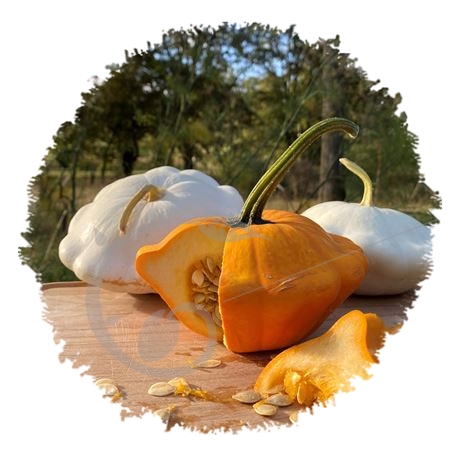 graine et semence Courge pâtisson en mélange
