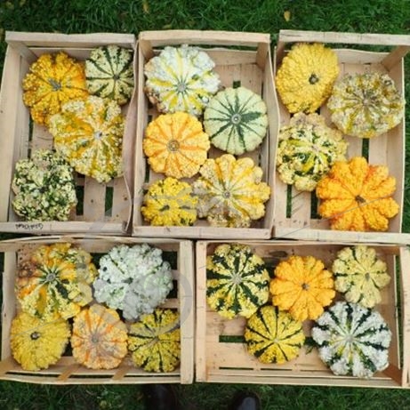 graine et semence Courge pâtissons panachés verruqueux en mélange