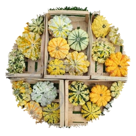 graine et semence Courge pâtissons panachés verruqueux en mélange