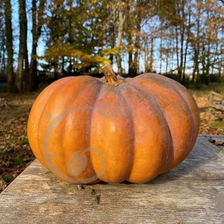 graine et semence Courge musquée d'hiver de Provence